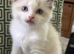 Dorian M1 - Ragdoll Kitten For Sale - Dayton&comma; MD&comma; US
