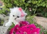 Cloudy - Persian Kitten For Sale - Fort Worth&comma; TX&comma; US
