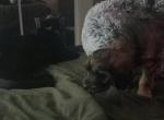 Saffron - Domestic Cat For Sale - Laveen&comma; AZ&comma; US