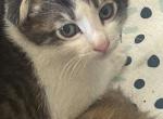 Sincere - Scottish Fold Kitten For Sale - Bakersfield&comma; CA&comma; US