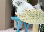 Star - Ragdoll Kitten For Sale - 
