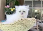 Moon - Ragdoll Kitten For Sale - Longwood&comma; FL&comma; US
