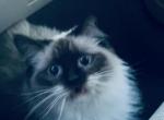 Mash Potato - Ragdoll Cat For Sale - 