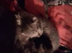 Layla litter - American Shorthair Kitten For Sale - TN&comma; US