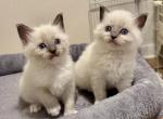 Ragdoll kittens - Ragdoll Kitten For Sale - 