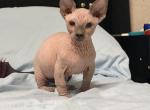 May blossom litter - Sphynx Kitten For Sale - 