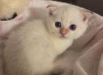 Scottish folds & straight litter - Scottish Fold Kitten For Sale - Miami&comma; FL&comma; US