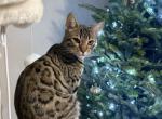 MaykoBengals 4 - Bengal Cat For Sale - 