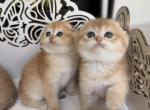 G - Scottish Fold Kitten For Sale - 