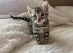BengalZ1 - Bengal Kitten For Sale - 