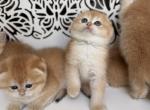 GG - Scottish Fold Kitten For Sale - Rocklin&comma; CA&comma; US