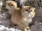 GGGG - Scottish Straight Kitten For Sale - 