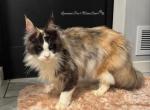 Sarafina - Maine Coon Kitten For Sale - La Porte&comma; IN&comma; US