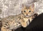 BengalZ2 - Bengal Kitten For Sale - 
