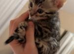 BengalZ3 - Bengal Kitten For Sale - 