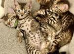 Tinsels Litter 4M 1F - Bengal Kitten For Sale - 