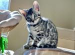 Silver Female White Collar - Bengal Kitten For Sale - Rocklin&comma; CA&comma; US