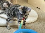 Silver Female - Bengal Kitten For Sale - Rocklin&comma; CA&comma; US