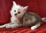 Boy Dobrynya - Maine Coon Kitten For Sale - NY&comma; US