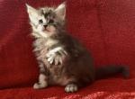 Boy Dino - Maine Coon Kitten For Sale - NY&comma; US