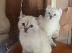 Divine snow Queen - Highlander Kitten For Sale - Laingsburg&comma; MI&comma; US
