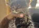 Don litter - Abyssinian Kitten For Sale - Los Angeles&comma; CA&comma; US