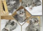Cinder CFA Health Tested - Persian Kitten For Sale - 