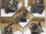 Everlie CFA Health Tested - Persian Kitten For Sale - 