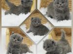 Raimi CFA Health Tested - Persian Kitten For Sale - FL&comma; US
