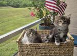 Lucy's first litter - Ragamuffin Kitten For Sale - Sarasota&comma; FL&comma; US