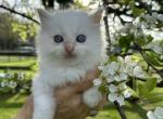 Red point Ragdoll kitten - Ragdoll Kitten For Sale - Fleetwood&comma; PA&comma; US