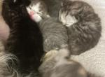 Maddie Mac Litter 3 Week 1 - Scottish Fold Kitten For Sale - 