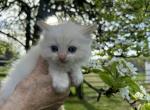 Red point mink Ragdoll kitten - Ragdoll Kitten For Sale - Fleetwood&comma; PA&comma; US