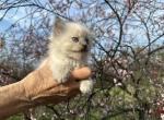 Blue tortie point mink female Ragdoll kitten - Ragdoll Kitten For Sale - Fleetwood&comma; PA&comma; US