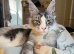 JJ - Maine Coon Kitten For Adoption - Wichita Falls&comma; TX&comma; US