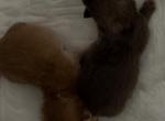 Pho - Brazilian Shorthair Kitten For Sale - Englewood&comma; CO&comma; US
