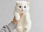 Prince - British Shorthair Kitten For Sale - Harrisburg&comma; NC&comma; US
