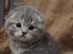 Chanel - Scottish Fold Kitten For Sale - North Richland Hills&comma; TX&comma; US