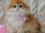 Ariana - Scottish Fold Kitten For Sale - Miami&comma; FL&comma; US