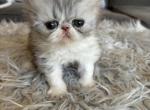 Silver tabby and white - Persian Kitten For Sale - 