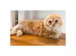 Caspian - Scottish Fold Kitten For Sale - Angier&comma; NC&comma; US