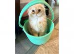 Caspian - Scottish Fold Kitten For Sale - 