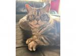 Calypso - American Shorthair Cat For Sale - 