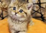 Sima - Scottish Straight Kitten For Sale - 