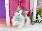 MK026 - Munchkin Kitten For Sale - Los Angeles&comma; CA&comma; US