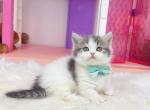 MK026 - Munchkin Kitten For Sale - 