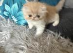 Cameo and white boys - Persian Kitten For Sale - 