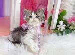 SK018 - Selkirk Rex Kitten For Sale - Los Angeles&comma; CA&comma; US