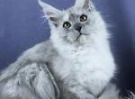 Babetta - Maine Coon Kitten For Sale - Miami&comma; FL&comma; US