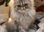 Opal Available Silver Golden Shaded - Persian Kitten For Sale - Lacey&comma; WA&comma; US